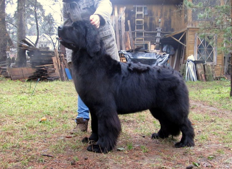 Фото: ньюфаундленд Smigar Talk of Soul (Смигар Ток ов Соул)