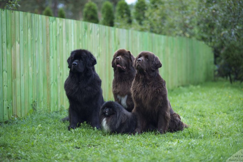 Фото: ньюфаундленд Dar Svezy Unessa Korona Australis (Дар Свезы Юнесса Корона Аустралис), ньюфаундленд Aquatoriya Kelvin Heather Honey (Акватория Келвин Хизер Хани), ньюфаундленд Fann'yuf Aurika Abissiniya (Фанньюф Аурика Абиссиния), Каспар