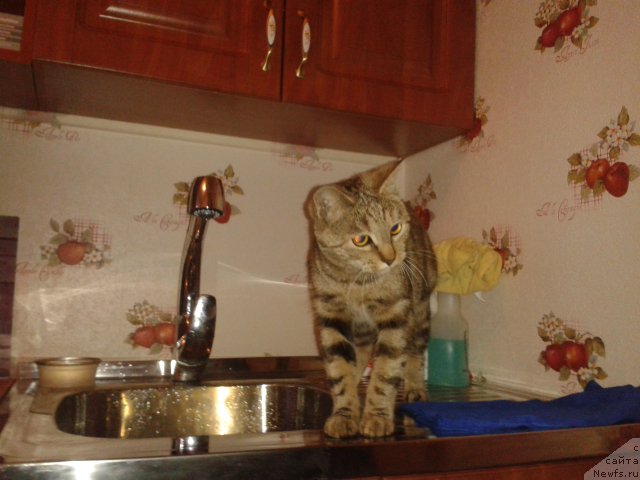 Фото: новый жилец