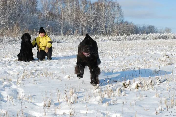 Фото: ньюфаундленд Geneva Moon Bear, ньюфаундленд Formula Lyubvi ot Sibirskogo Medvedya (Формула Любви от Сибирского Медведя)