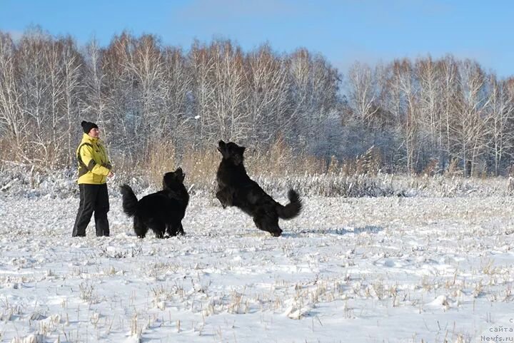 Фото: ньюфаундленд Geneva Moon Bear, ньюфаундленд Formula Lyubvi ot Sibirskogo Medvedya (Формула Любви от Сибирского Медведя)