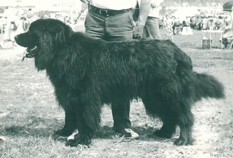 Фото: ньюфаундленд Jon San (Жон Сан)