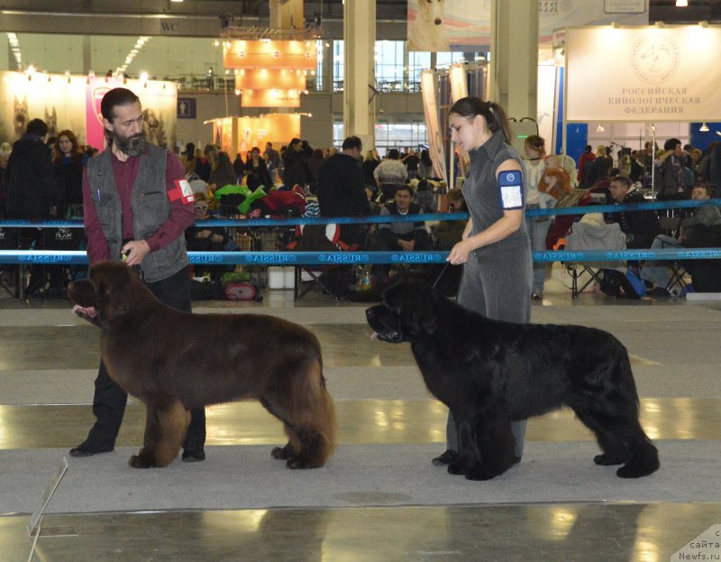 Фото: ньюфаундленд I Follow The Sun de L'Etoile de Cyrice, ньюфаундленд Rain Coast Icebreaker Volotovo