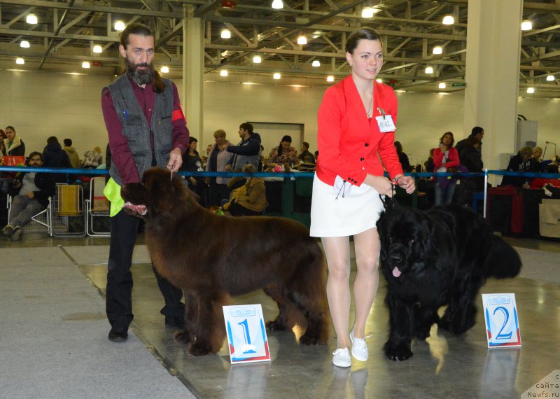 Фото: ньюфаундленд I Follow The Sun de L'Etoile de Cyrice