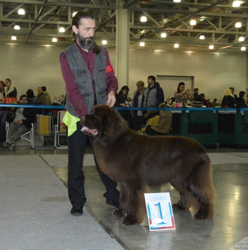 Фото: ньюфаундленд I Follow The Sun de L'Etoile de Cyrice