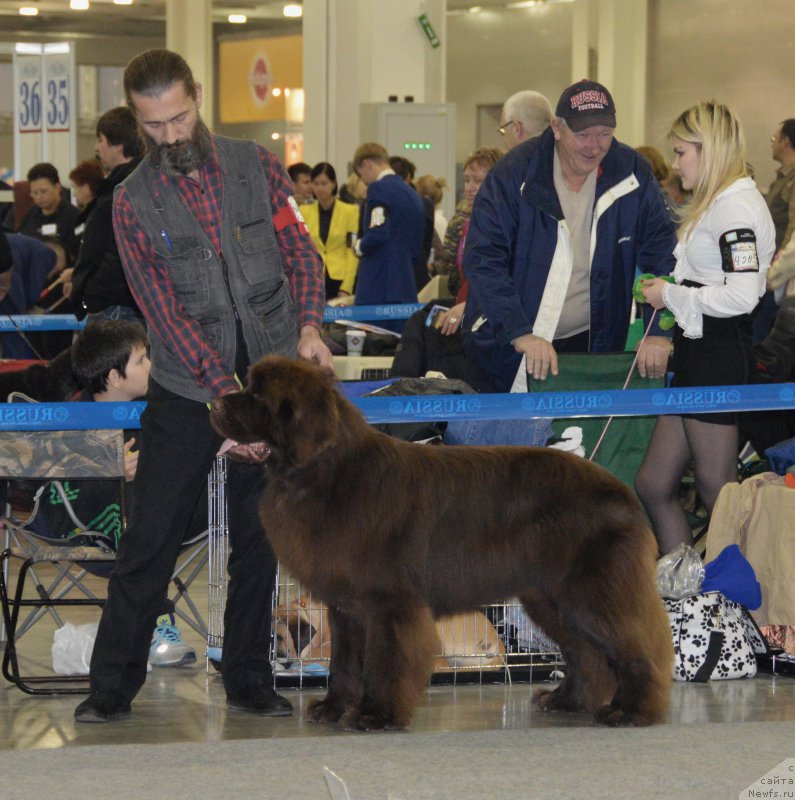 Фото: ньюфаундленд I Follow The Sun de L'Etoile de Cyrice, Aleksandr Jakov (Александр Жаков)