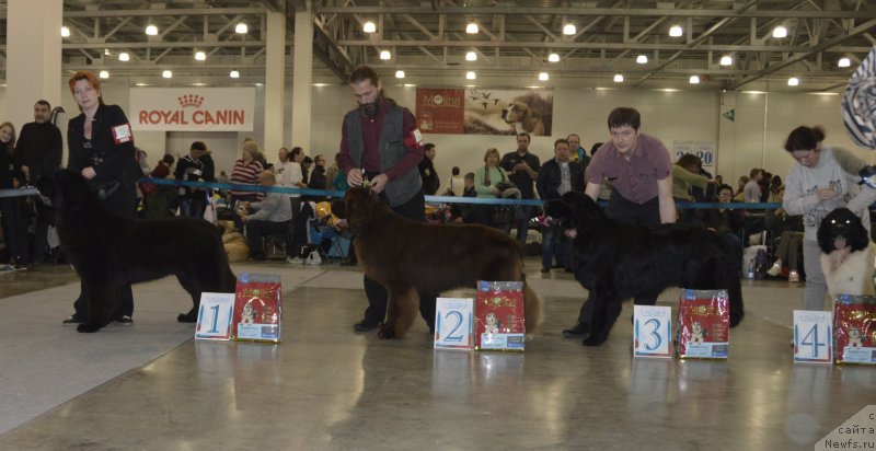 Фото: ньюфаундленд Super Bizon Liliman (Супер Бизон Лилимэн), ньюфаундленд I Follow The Sun de L'Etoile de Cyrice, ньюфаундленд Valmond Pobeditel (Валмонд Победитель), ньюфаундленд Sent Djons In Glori (Сент Джонс Ин Глори)