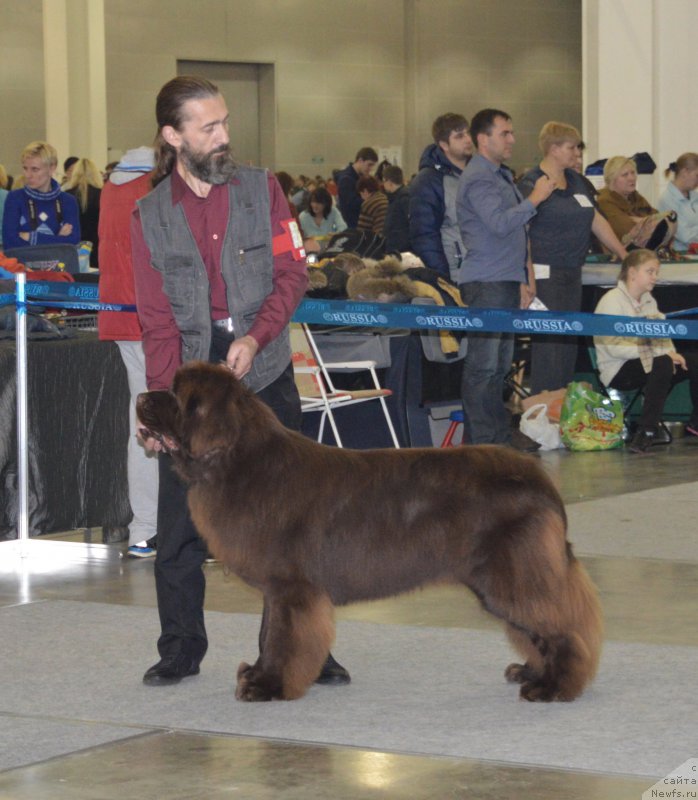 Фото: ньюфаундленд I Follow The Sun de L'Etoile de Cyrice