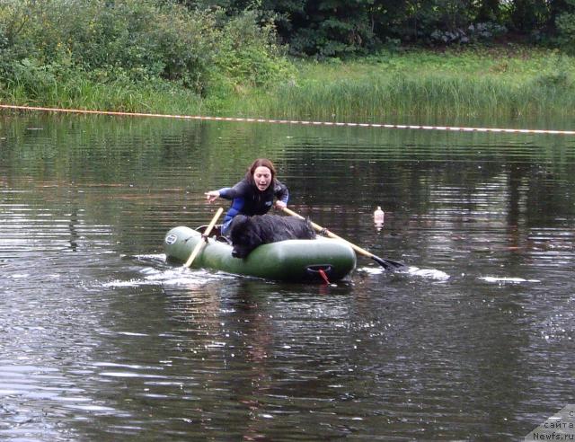 Фото: Kseniya Semikova (Ксения Семикова), ньюфаундленд Bella Smigar
