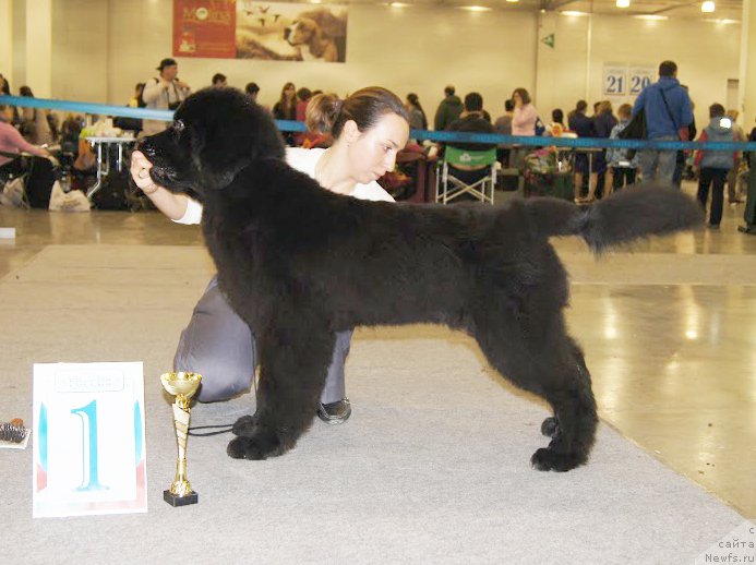 Фото: Бегущая по волнам Чичаритто, Aleksandra Fetisova (Александра Фетисова)