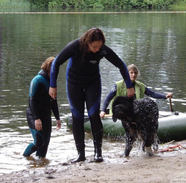 Фото: Kseniya Semikova (Ксения Семикова), ньюфаундленд Bella Smigar