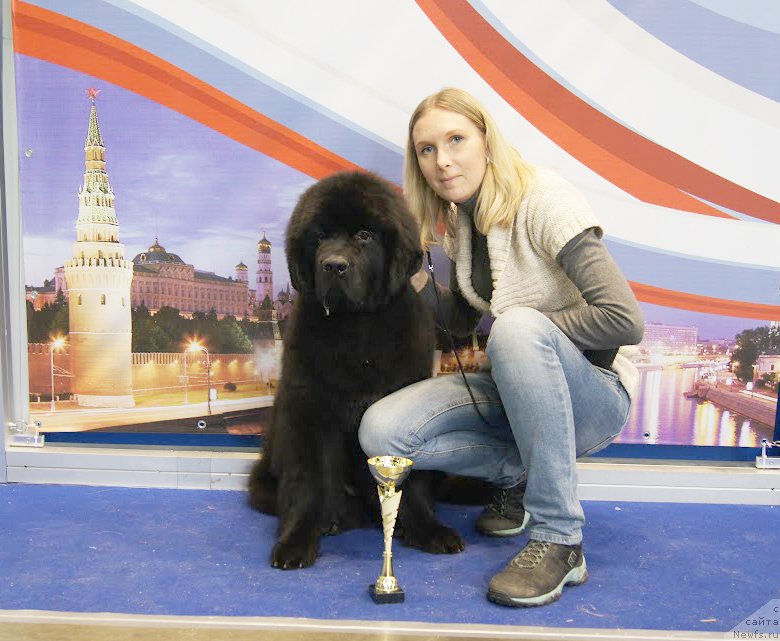 Фото: ньюфаундленд Beguschaya po Volnam CHicharitto (Бегущая по Волнам Чичаритто)