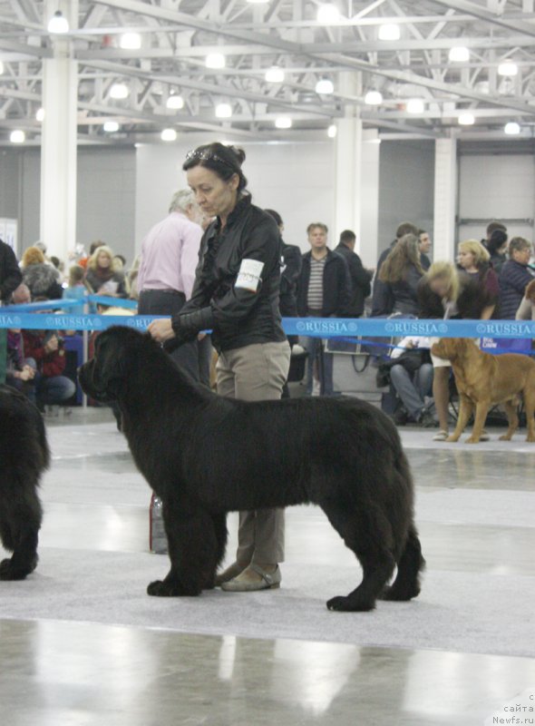 Фото: ньюфаундленд Beguschaya po Volnam Return of ze Kyueen (Бегущая по Волнам Ретурн оф зе Кюеен)