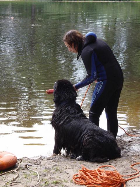 Фото: Kseniya Semikova (Ксения Семикова), ньюфаундленд Bella Smigar