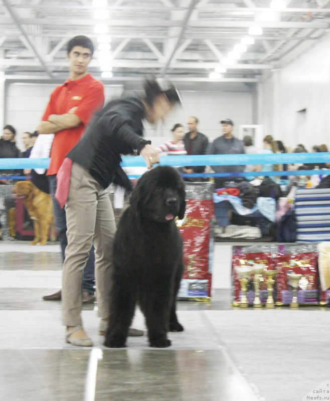 Фото: ньюфаундленд Beguschaya po Volnam Return of ze Kyueen (Бегущая по Волнам Ретурн оф зе Кюеен)