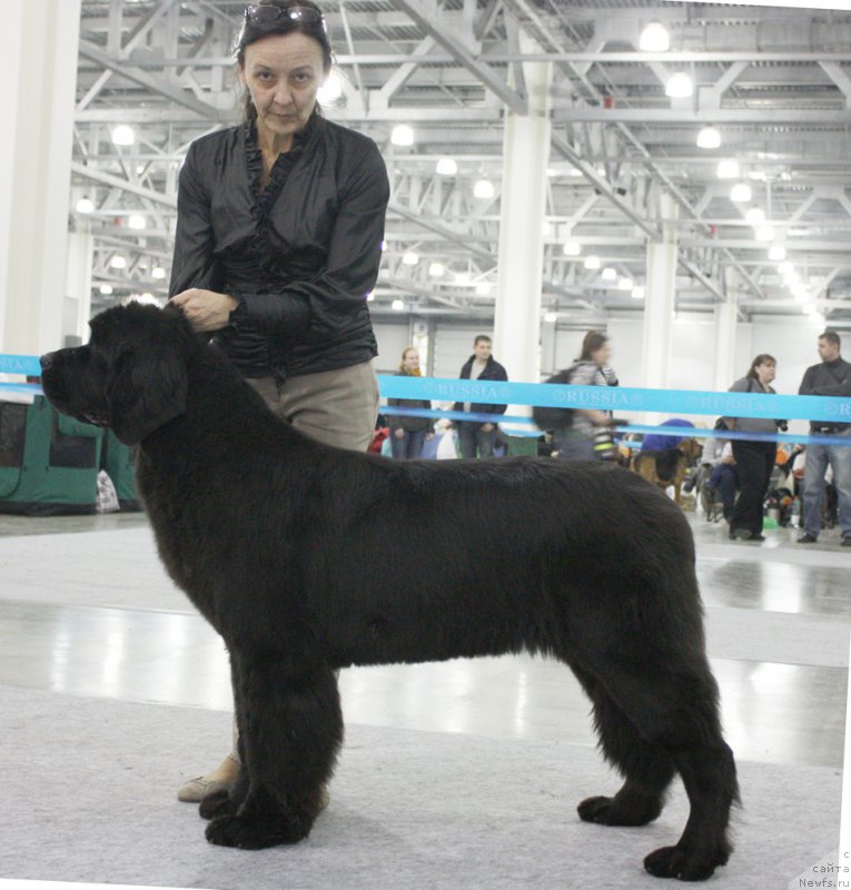 Фото: ньюфаундленд Beguschaya po Volnam Return of ze Kyueen (Бегущая по Волнам Ретурн оф зе Кюеен)