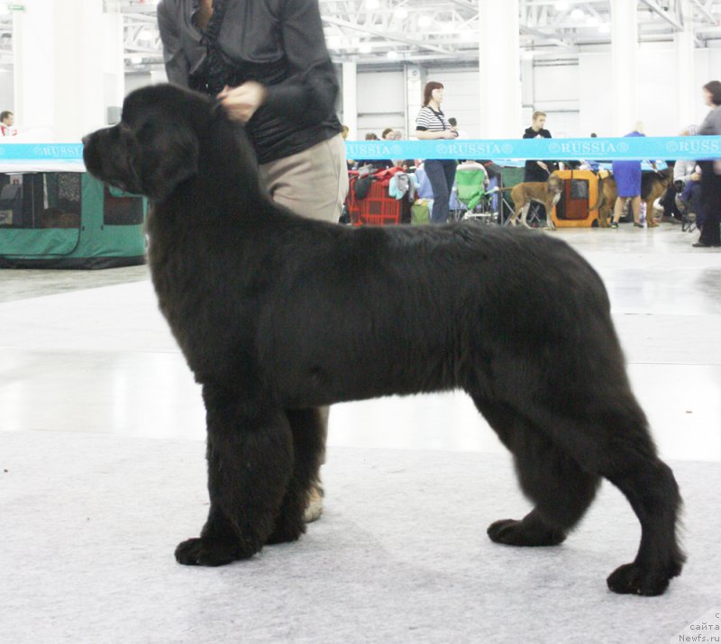 Фото: ньюфаундленд Beguschaya po Volnam Return of ze Kyueen (Бегущая по Волнам Ретурн оф зе Кюеен)