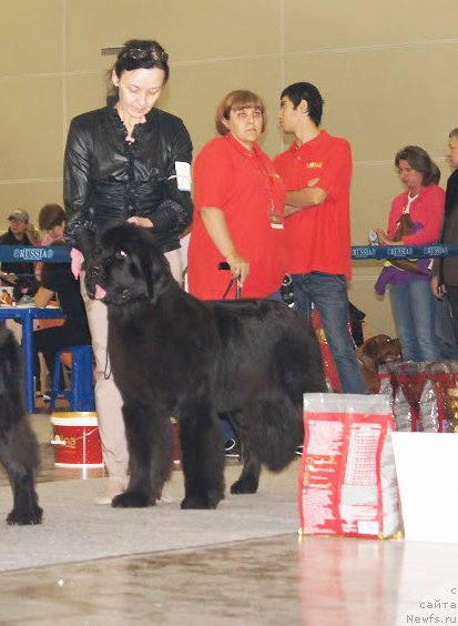 Фото: ньюфаундленд Beguschaya po Volnam Return of ze Kyueen (Бегущая по Волнам Ретурн оф зе Кюеен)