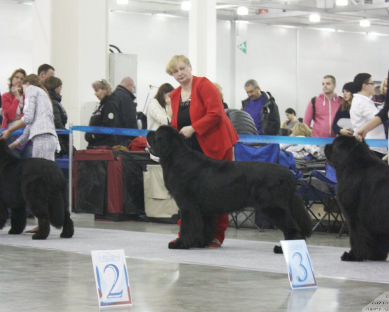 Фото: ньюфаундленд Beguschaya po Volnam Shaman (Бегущая по Волнам Шаман)
