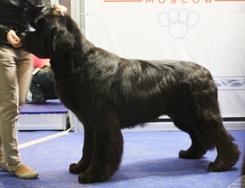 Фото: ньюфаундленд Beguschaya po Volnam Shaman (Бегущая по Волнам Шаман)