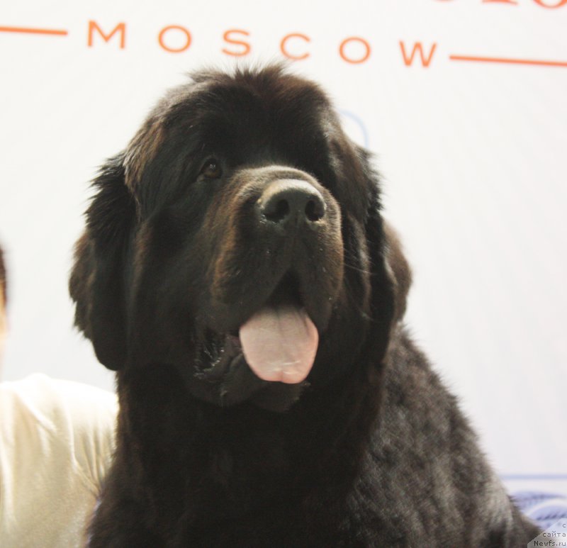 Фото: ньюфаундленд Beguschaya po Volnam Shaman (Бегущая по Волнам Шаман)