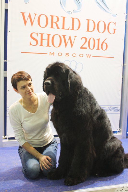 Фото: ньюфаундленд Beguschaya po Volnam Shaman (Бегущая по Волнам Шаман)