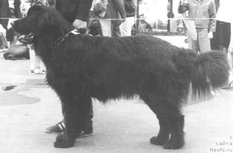 Фото: ньюфаундленд Neman (Неман)