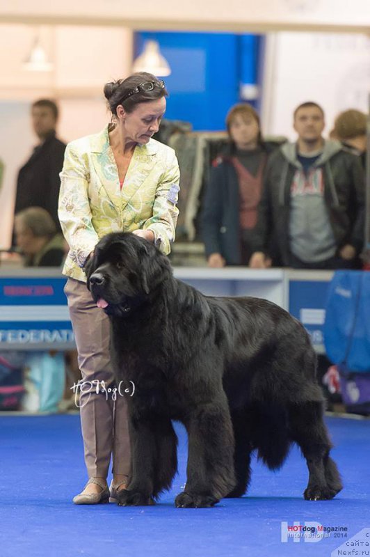 Фото: ньюфаундленд Beguschaya po Volnam Shaman (Бегущая по Волнам Шаман)