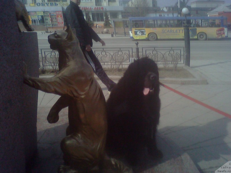 Фото: ньюфаундленд Bekingem (Бекингем)