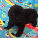 Фото: ньюфаундленд N'yufort Taym's Gold Aleksa (Ньюфорт Тайм'с Голд Алекса)