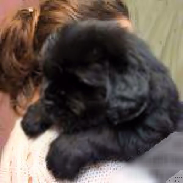 Фото: ньюфаундленд N'yufort Taym's Gold Aleksa (Ньюфорт Тайм'с Голд Алекса), ньюфаундленд Super Bizon Cosmos (Супер Бизон Космос), дети