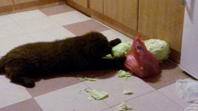 Фото: ньюфаундленд Brownblood MSK Happy Teddy (Браунблад МСК Хэппи Тедди)