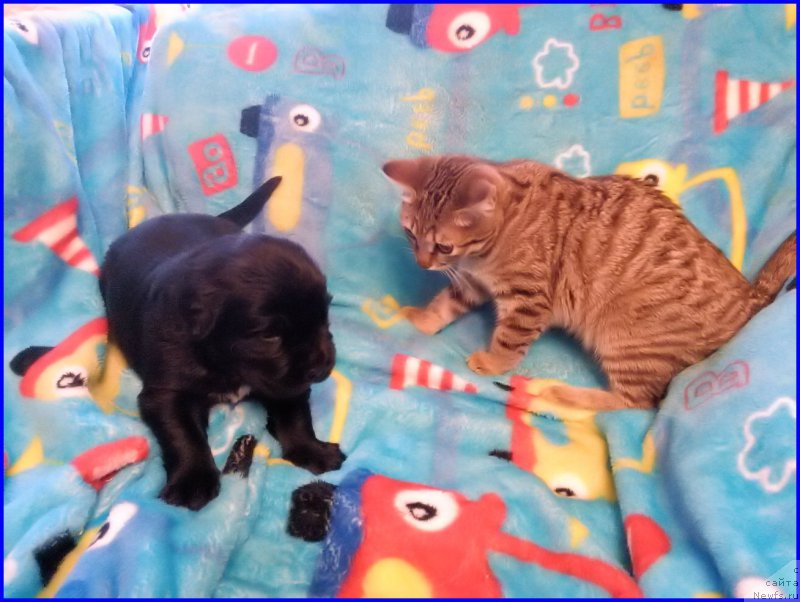 Фотография № 168228