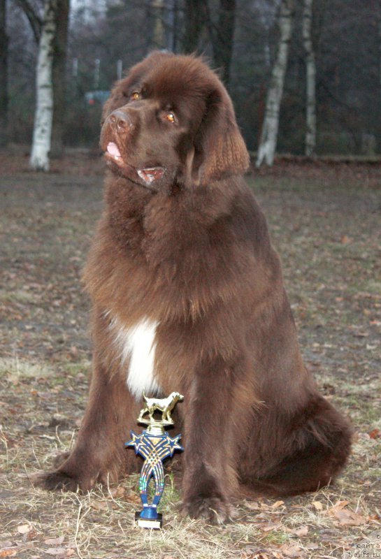 Фото: ньюфаундленд Aquatoriya Kelvin Heather Honey (Акватория Келвин Хизер Хани)