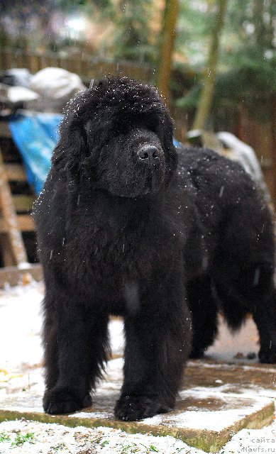 Фото: ньюфаундленд Aquatoriya Kelvin Flash Royal (Акватория Келвин Флэш Ройал)