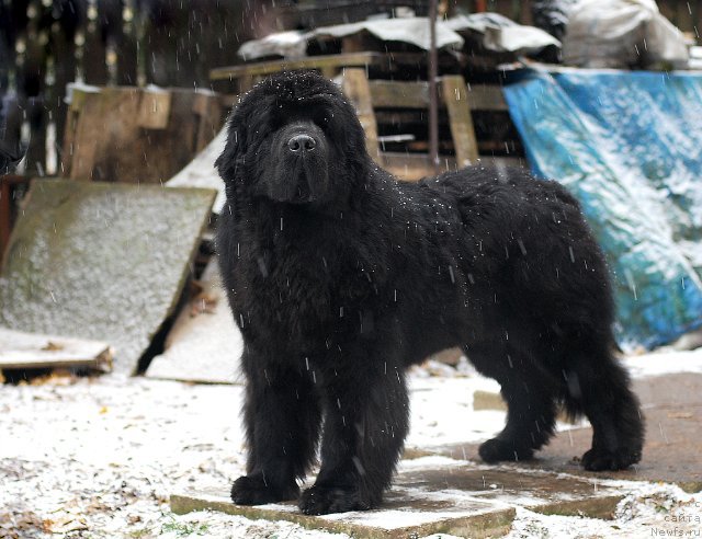 Фото: ньюфаундленд Aquatoriya Kelvin Flash Royal (Акватория Келвин Флэш Ройал)