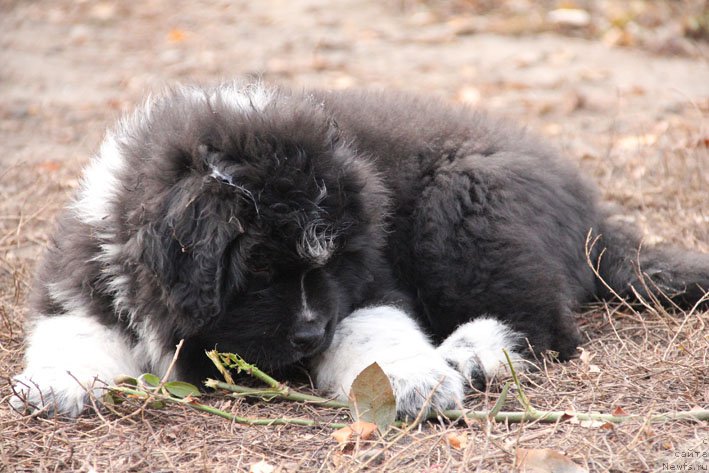 Фото: ньюфаундленд Bravada s Berega Dona (Бравада с Берега Дона)