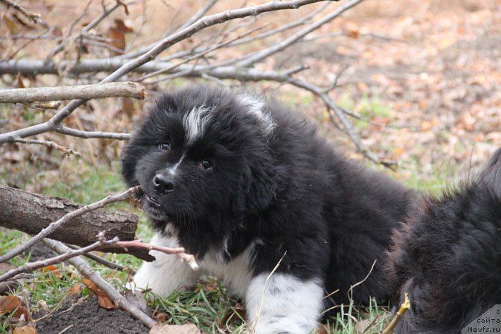 Фото: ньюфаундленд Bravada s Berega Dona (Бравада с Берега Дона)