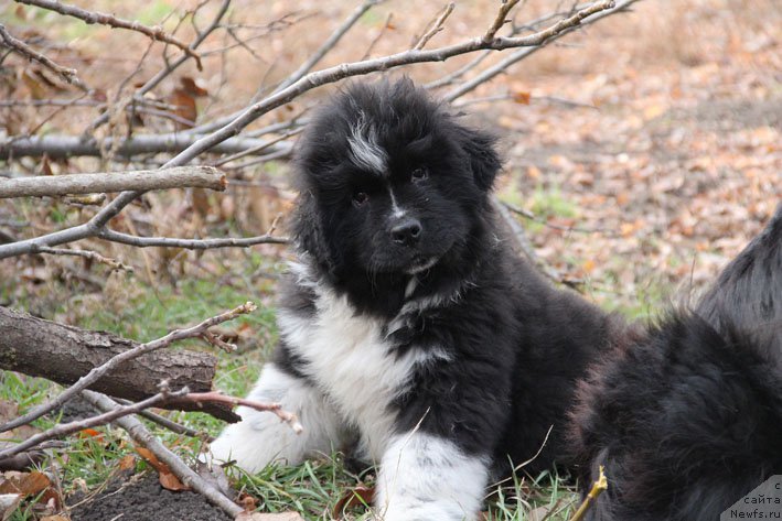 Фото: ньюфаундленд Bravada s Berega Dona (Бравада с Берега Дона)