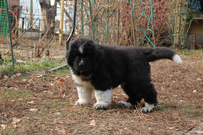Фото: ньюфаундленд Bravada s Berega Dona (Бравада с Берега Дона)