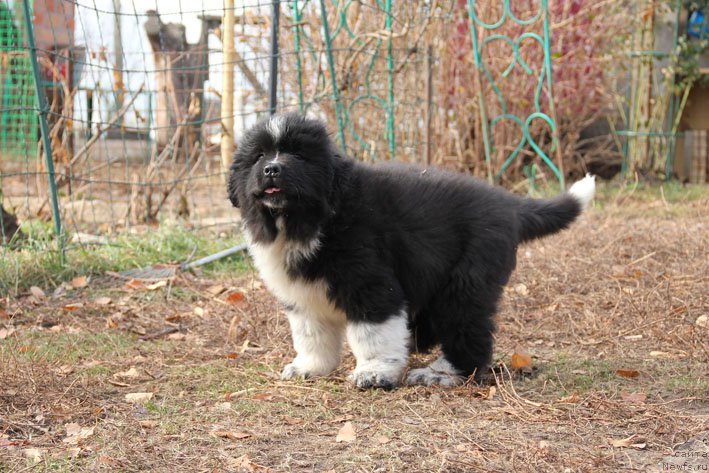 Фото: ньюфаундленд Bravada s Berega Dona (Бравада с Берега Дона)
