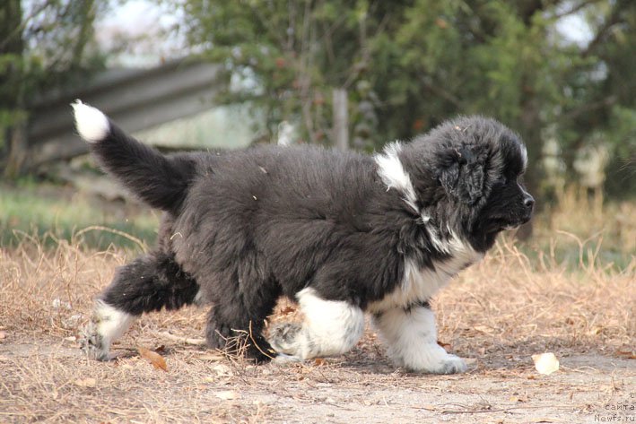 Фото: ньюфаундленд Bravada s Berega Dona (Бравада с Берега Дона)