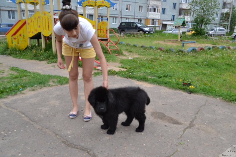 Фото: ньюфаундленд Piternyuf Ideas For Life (Питерньюф Идеас Фор Лифе), Zarina Lubkova (Зарина Лубкова)