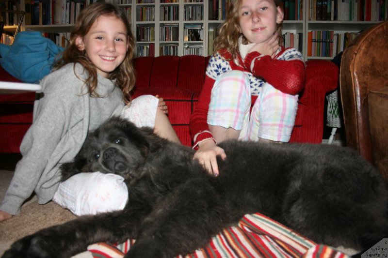 Фото: ньюфаундленд Farley Sozvezdie Istini