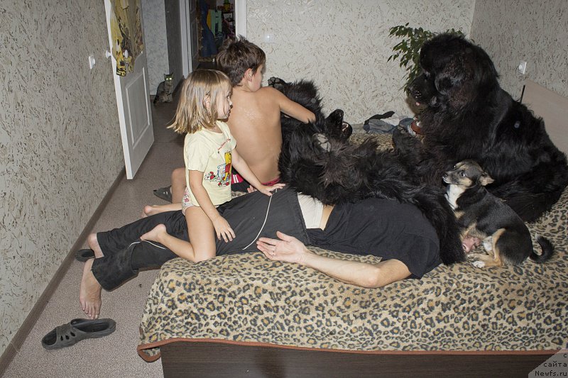 Фото: Andrey Volkov (Андрей Волков), ньюфаундленд L'vinoe Serdce (Львиное Сердце), ньюфаундленд CHernyiy Balu Dobryinya (Черный Балу Добрыня)