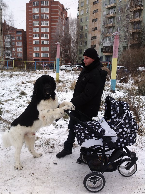 Фото: ньюфаундленд Bi Perfekt Vitko YUgo (Би Перфект Витко Юго)