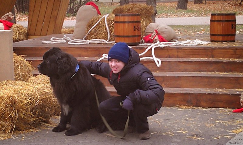 Фото: ньюфаундленд Sent Djons Gvendolin Glorius Garden (Сент Джонс Гвендолин Глориус Гарден)