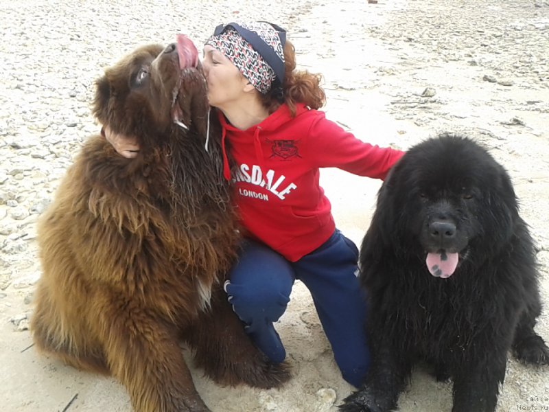 Фото: ньюфаундленд Fenomenalnyi Fakt s Berega Dona (Феноменальный Факт с Берега Дона), ньюфаундленд Zacharovannyiy Mir s Berega Dona (Зачарованный Мир с Берега Дона), Elena Serdyukova (Елена Сердюкова)