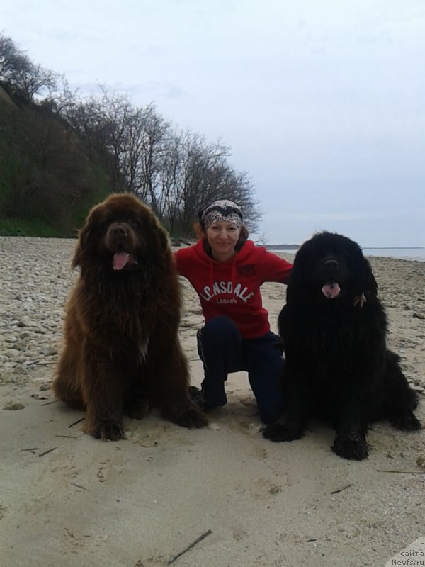 Фото: ньюфаундленд Zacharovannyiy Mir s Berega Dona (Зачарованный Мир с Берега Дона), ньюфаундленд Fenomenalnyi Fakt s Berega Dona (Феноменальный Факт с Берега Дона), Elena Serdyukova (Елена Сердюкова)