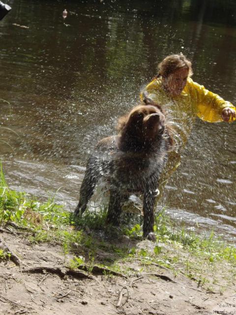 Фото: Рахматова Лиля, ньюфаундленд YUdjin s Berega Dona (Юджин с Берега Дона)